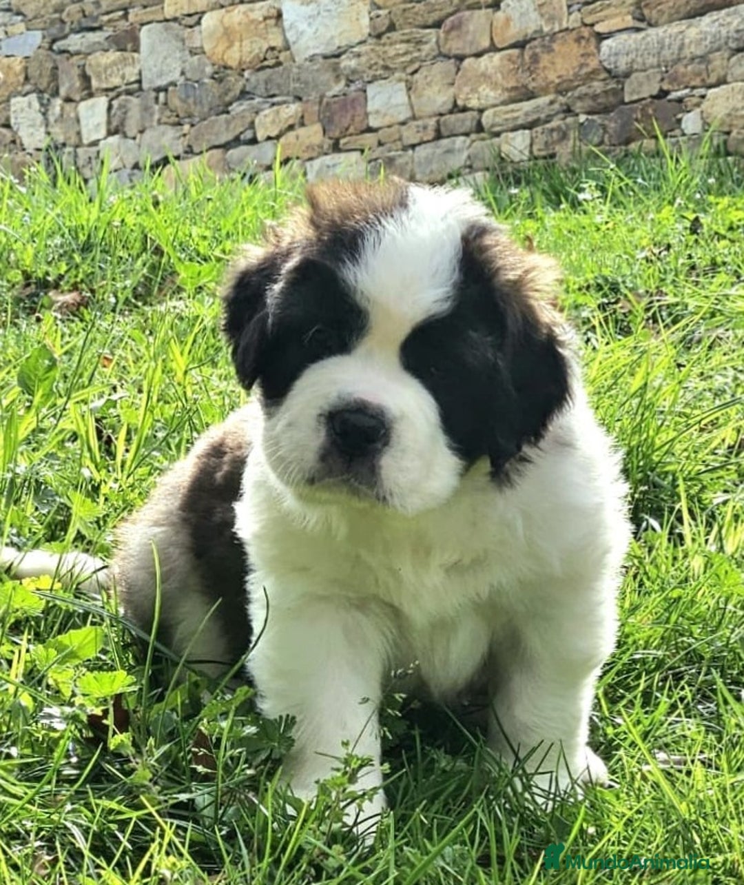San Bernardo perros en venta:  Cachorro San bernardos - Imagen 1