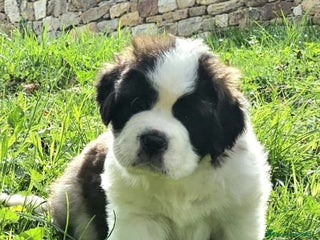 San Bernardo perros - Anuncio 7