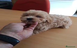 Maltipoo perros en venta: Macho maltipoo - Imagen 1