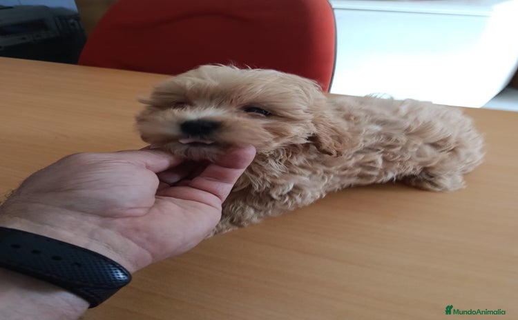 Maltipoo perros - Anuncio 1