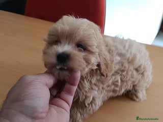 Maltipoo perros - Anuncio 1