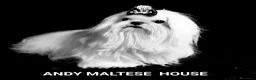 Bichón Maltés perros en venta: 🌟 BICHÓN MALTÉS LÍNEA COREANA · EXCELENCIA  - Anuncio 1