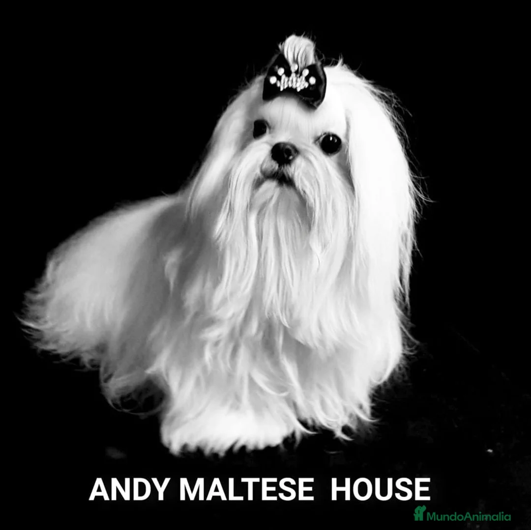 Bichón Maltés perros en venta: 🌟 BICHÓN MALTÉS LÍNEA COREANA · EXCELENCIA  - Anuncio 1
