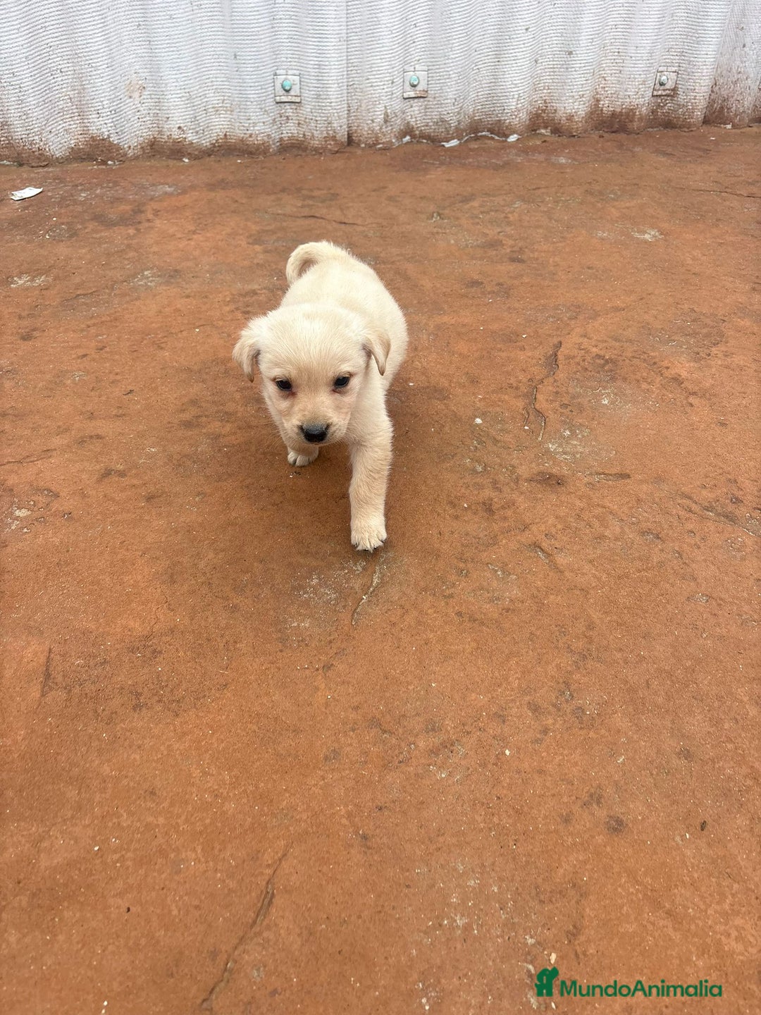 Labrador Retriever perros en venta: Labrador retriever  - Anuncio 2