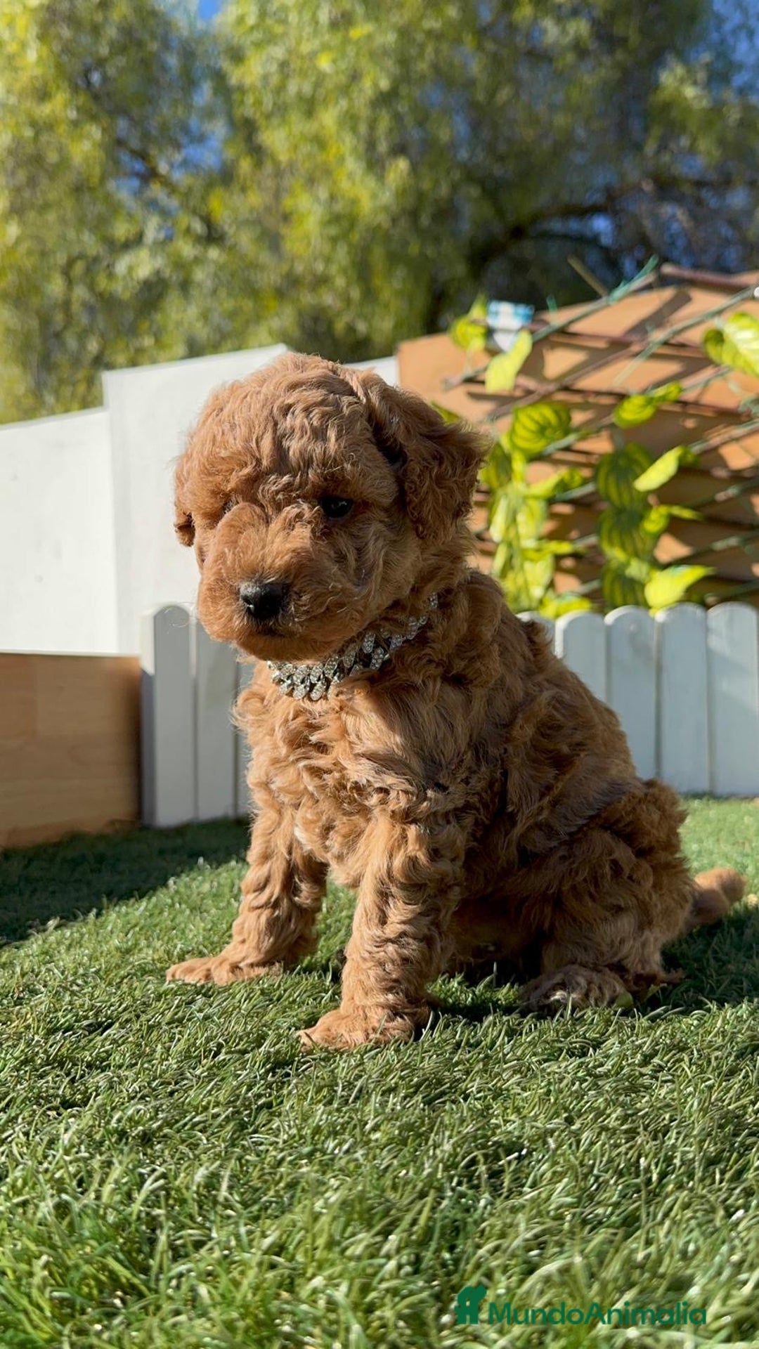 Caniche Toy perros en venta: CANICHE TOY MACHO - Anuncio 4