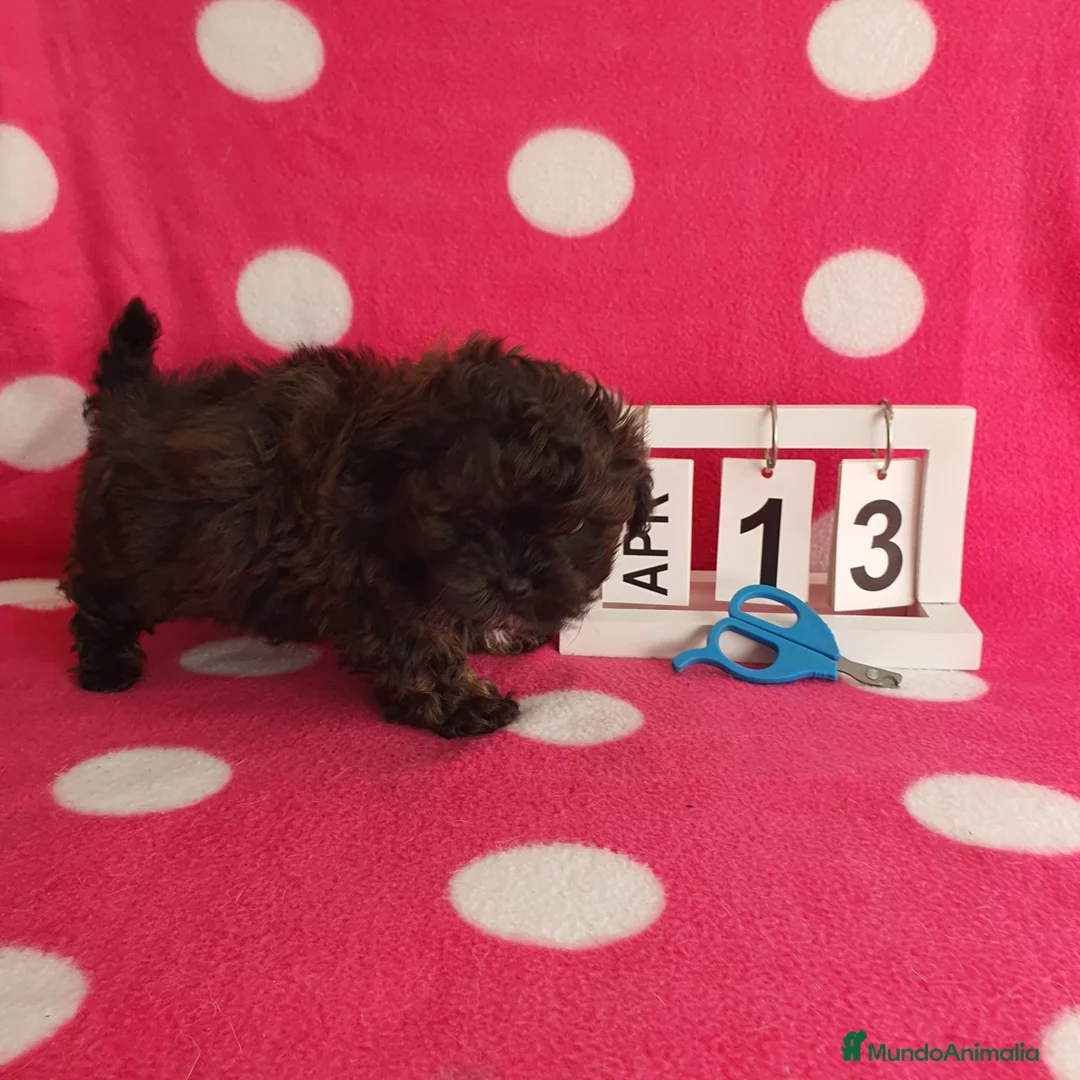 Maltipoo perros en venta: Maltipoo  - Anuncio 6