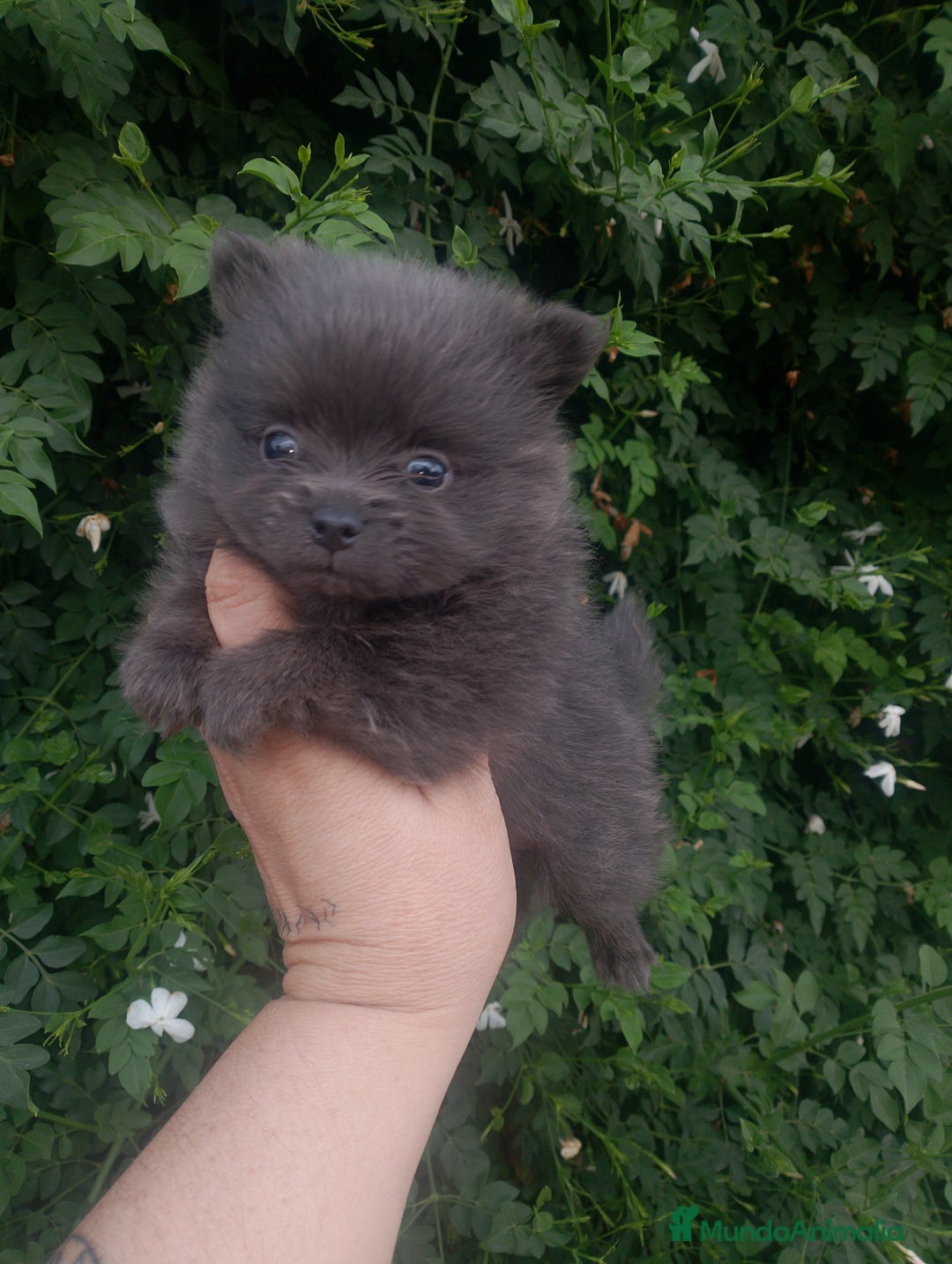 Pomerania perros en venta: Pomerania enanos una pasada de color  - Imagen 5