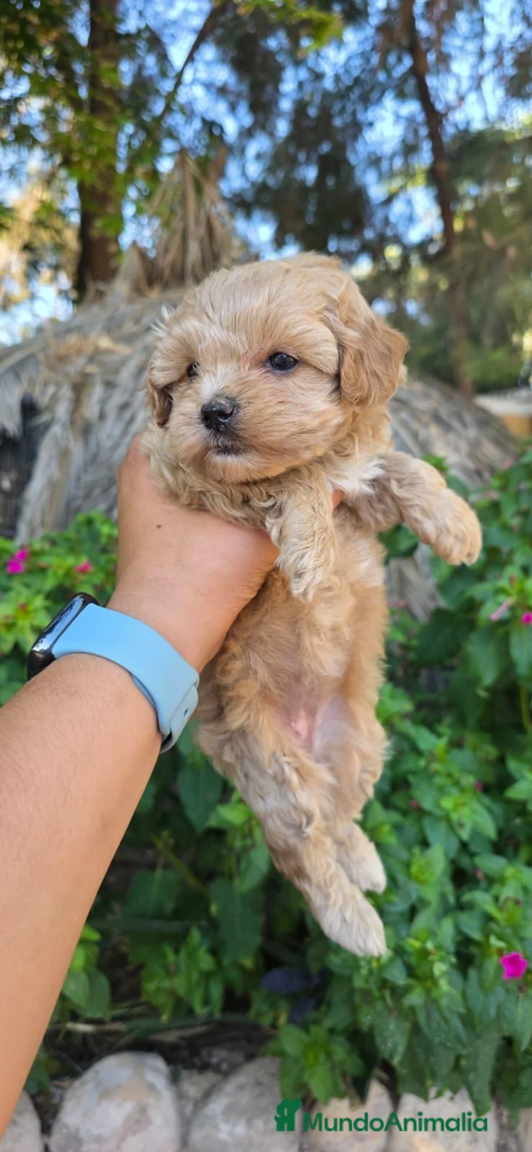 Maltipoo perros en venta: Excelentes cachorros de Maltipoo  - Anuncio 2