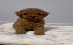 Caniche Toy perros en venta: MACHO ASIATICO 100% - Imagen 4