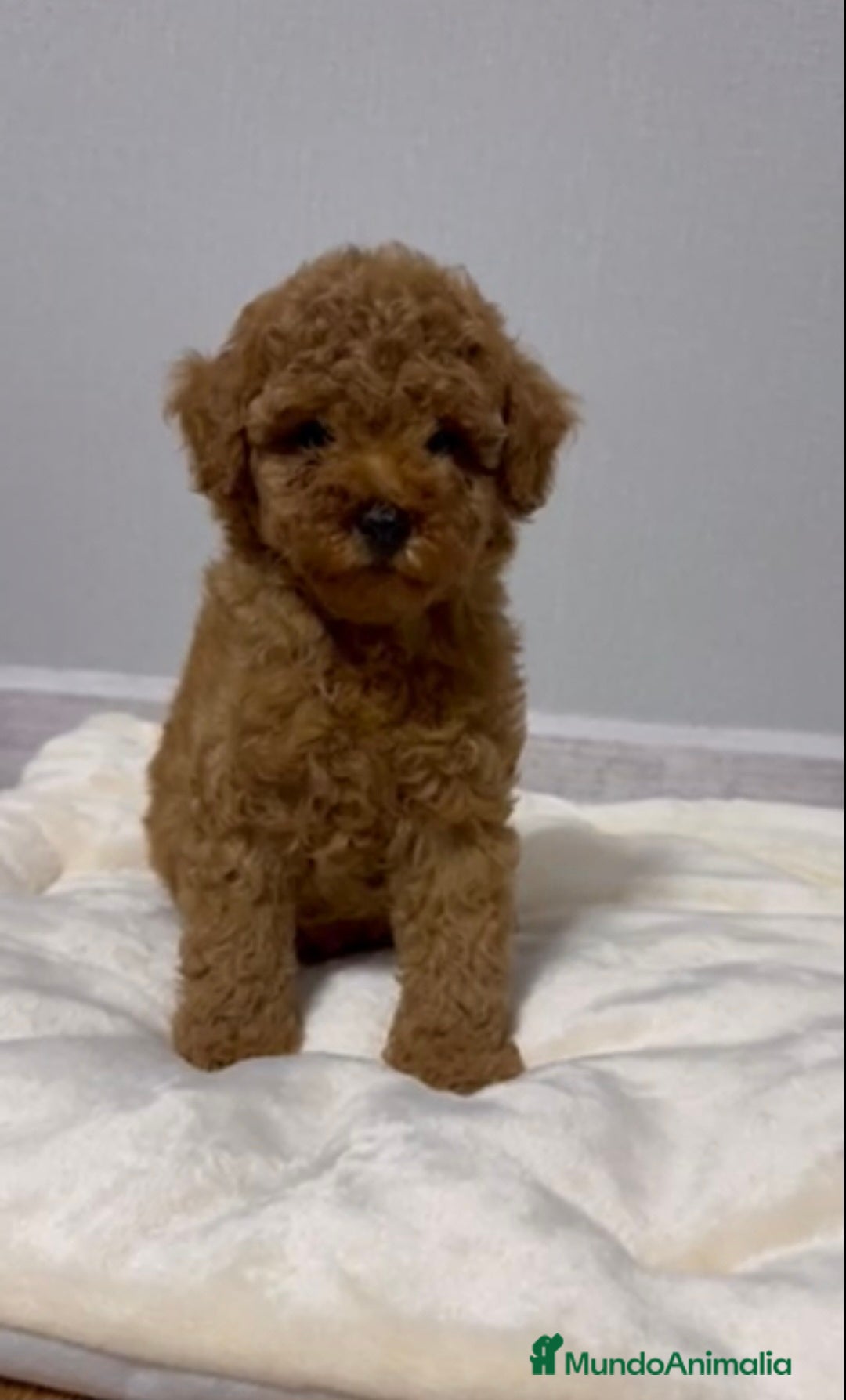 Caniche Toy perros en venta: MACHO ASIATICO 100% - Imagen 4