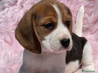 Beagle perros en Barcelona - Anuncio 11