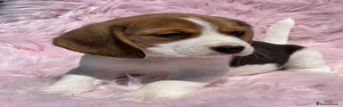 Beagle Cachorro 1