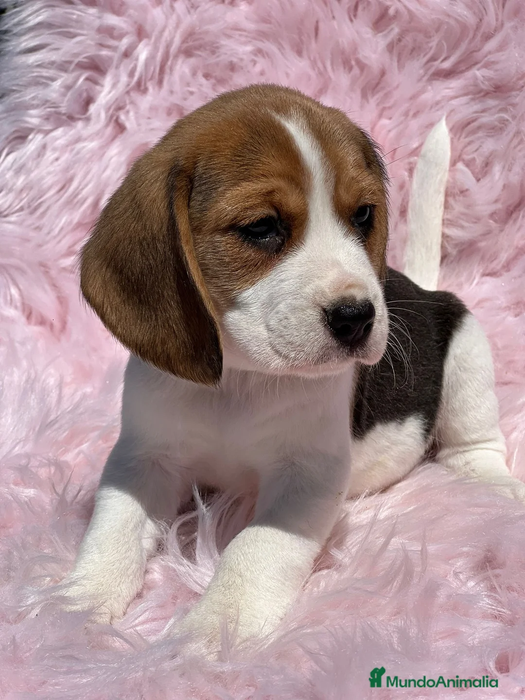 Beagle perros en venta: Beagle tricolor  en Barcelona - Anuncio 1
