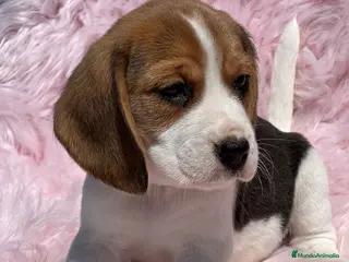 Beagle perros Beagle tricolor en Barcelona - Anuncio 15