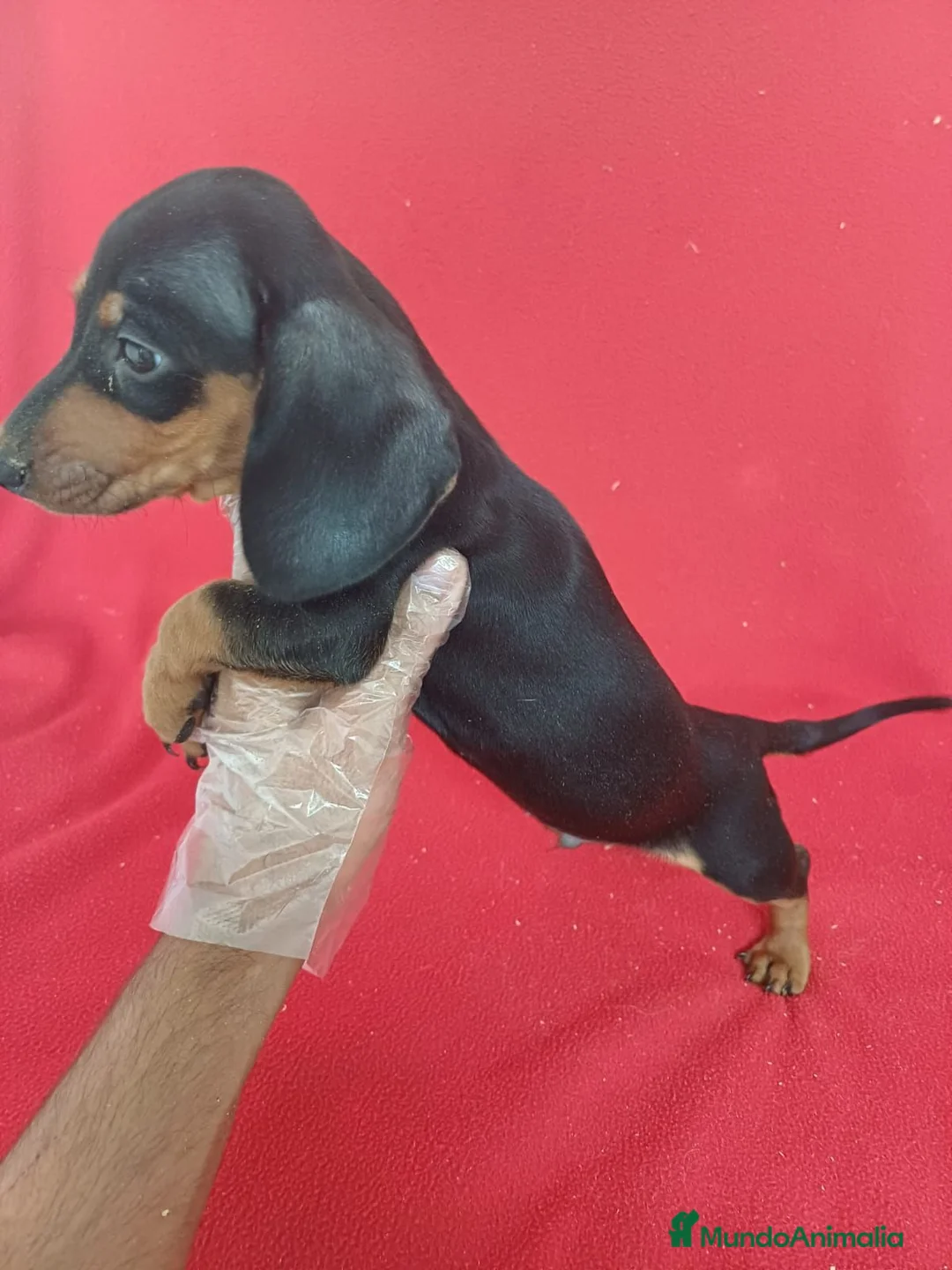 Teckel Miniatura perros en venta: Teckel Miniatura  - Anuncio 2