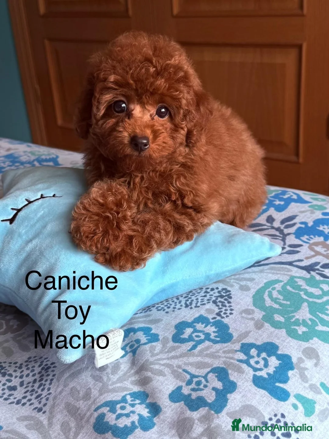 Caniche Toy perros en venta: Caniche Toy disponible !!! - Anuncio 2