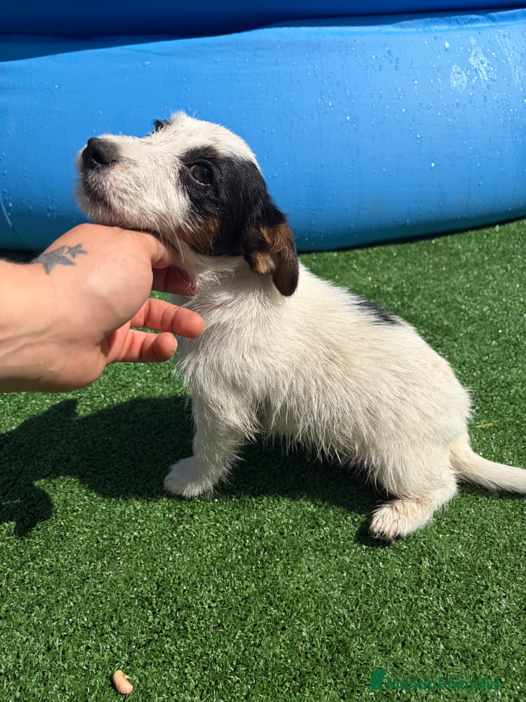 Jack Russell Terrier perros en venta: Jack terrier  - Anuncio 2