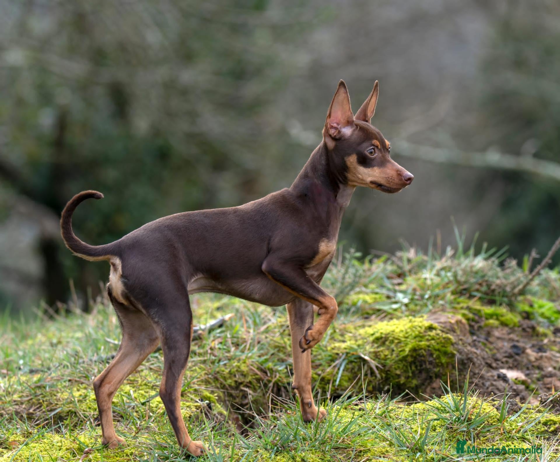 Pinscher Miniatura perros Cachorros Pincher Miniatura Negro y fuego  - Anuncio 3