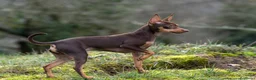 Pinscher Miniatura perros en venta: Cachorros Pincher Miniatura Negro y fuego  - Anuncio 1