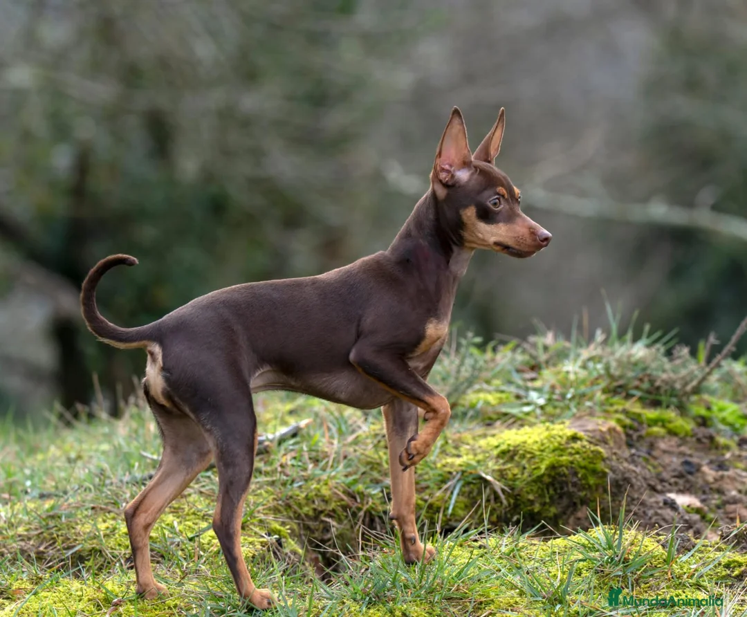 Pinscher Miniatura perros en venta: Cachorros Pincher Miniatura Negro y fuego  - Anuncio 1