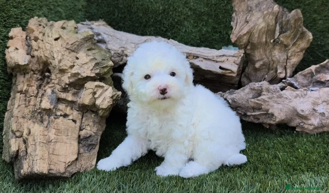 Caniche Toy perros en venta: Caniche toy - Anuncio 10