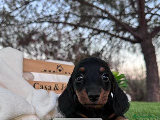 Teckel Miniatura perros CAMADA DE TECKEL NEGRO FUEGO - Anuncio 1