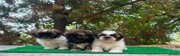 Shih Tzu perros en venta: Machitos de shih tzu - Anuncio 10