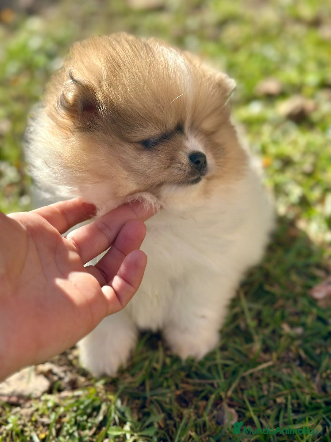 Pomerania perros en venta: Pomerania Partycolor Toy  - Anuncio 2