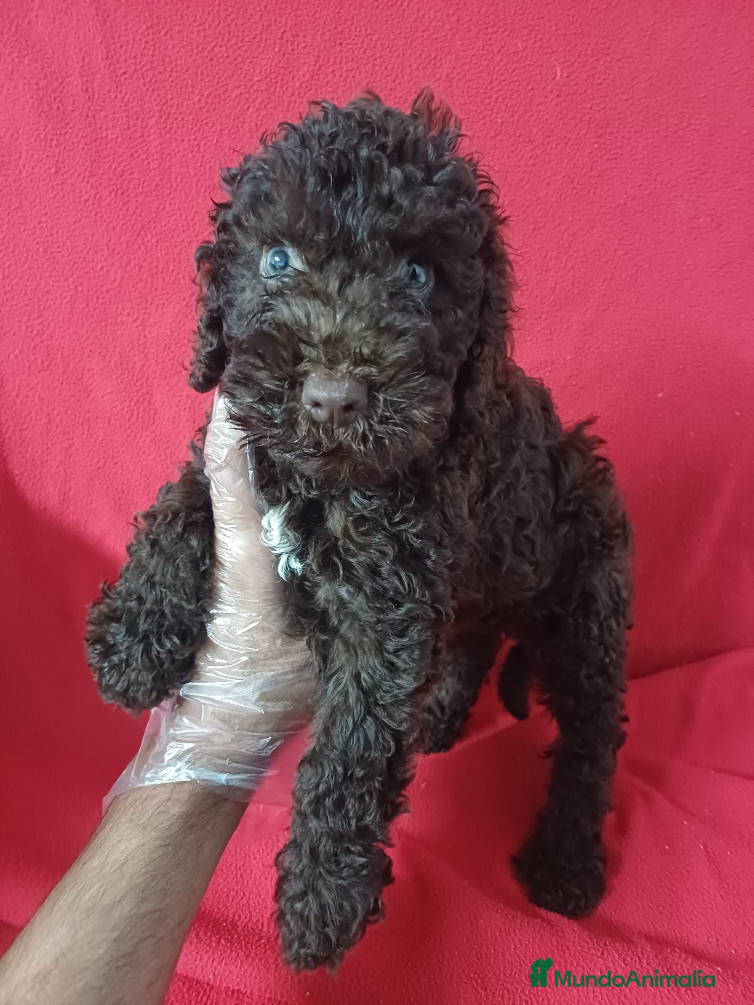 Perro de Agua Español perros Perro de Agua Español  - Anuncio 5