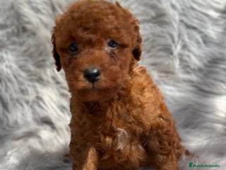 Caniche Toy perros en Barcelona - Anuncio 37