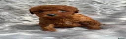 Caniche Toy perros en venta: Caniche TOY pimentón  en Barcelona - Anuncio 1