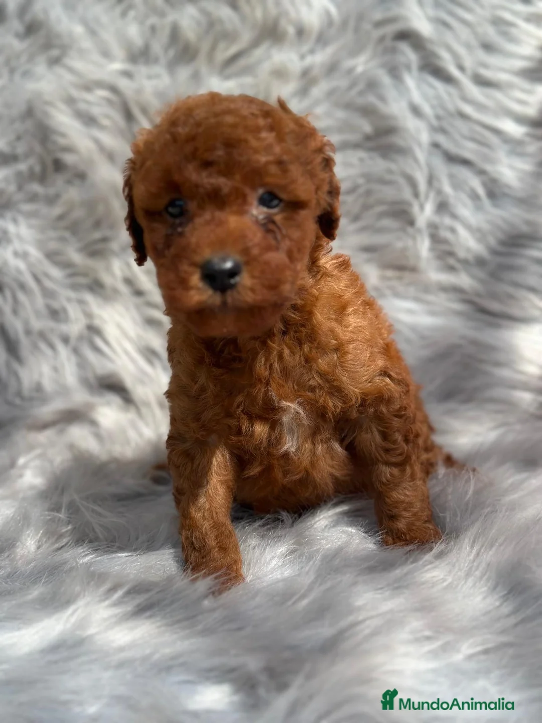 Caniche Toy perros en venta: Caniche TOY pimentón  en Barcelona - Anuncio 1