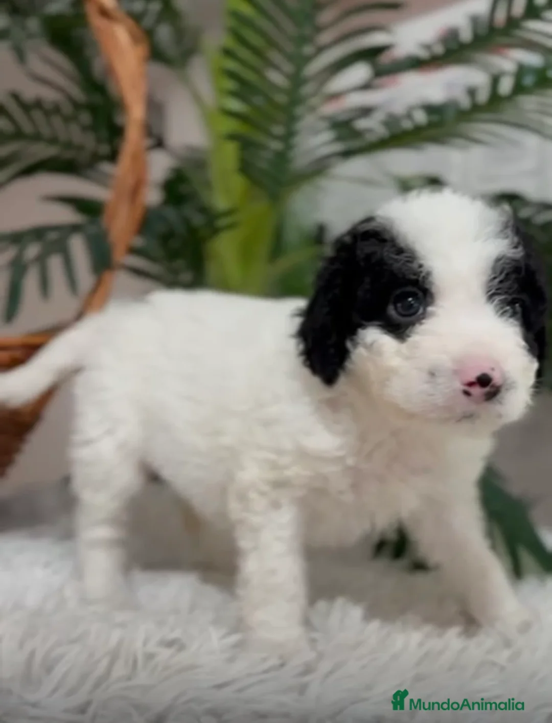 Perro de Agua Español perros en venta: PERRO DE AGUA HEMBRA - Anuncio 1