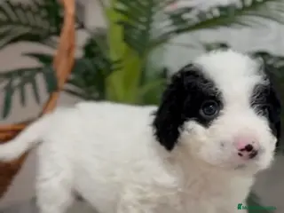 Perro de Agua Español perros PERRO DE AGUA HEMBRA - Anuncio 1