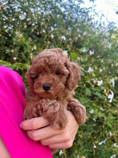 Imagen de galería {{count}}