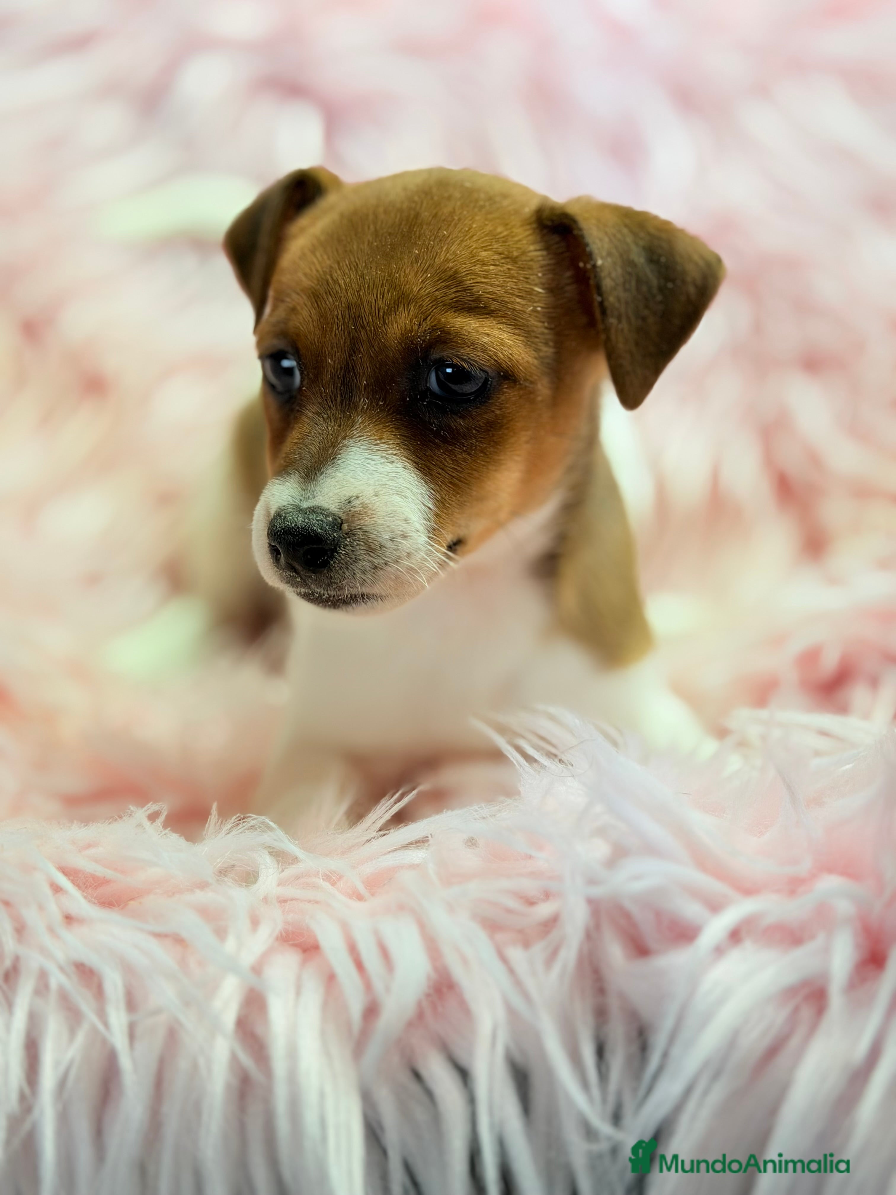 Jack Russell Terrier perros Jack Russell bicolor  - Anuncio 2