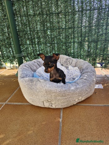 Ratón de Praga perros en Barcelona - Anuncio 6