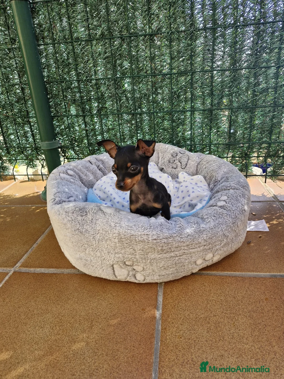 Ratón de Praga perros en venta: Ratón de Praga  en Barcelona - Anuncio 1