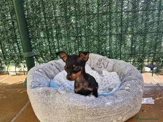 Ratón de Praga perros Ratón de Praga en Barcelona - Anuncio 1