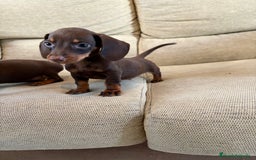Teckel perros en venta: Disponibles Teckels kaninchen  - Imagen 1