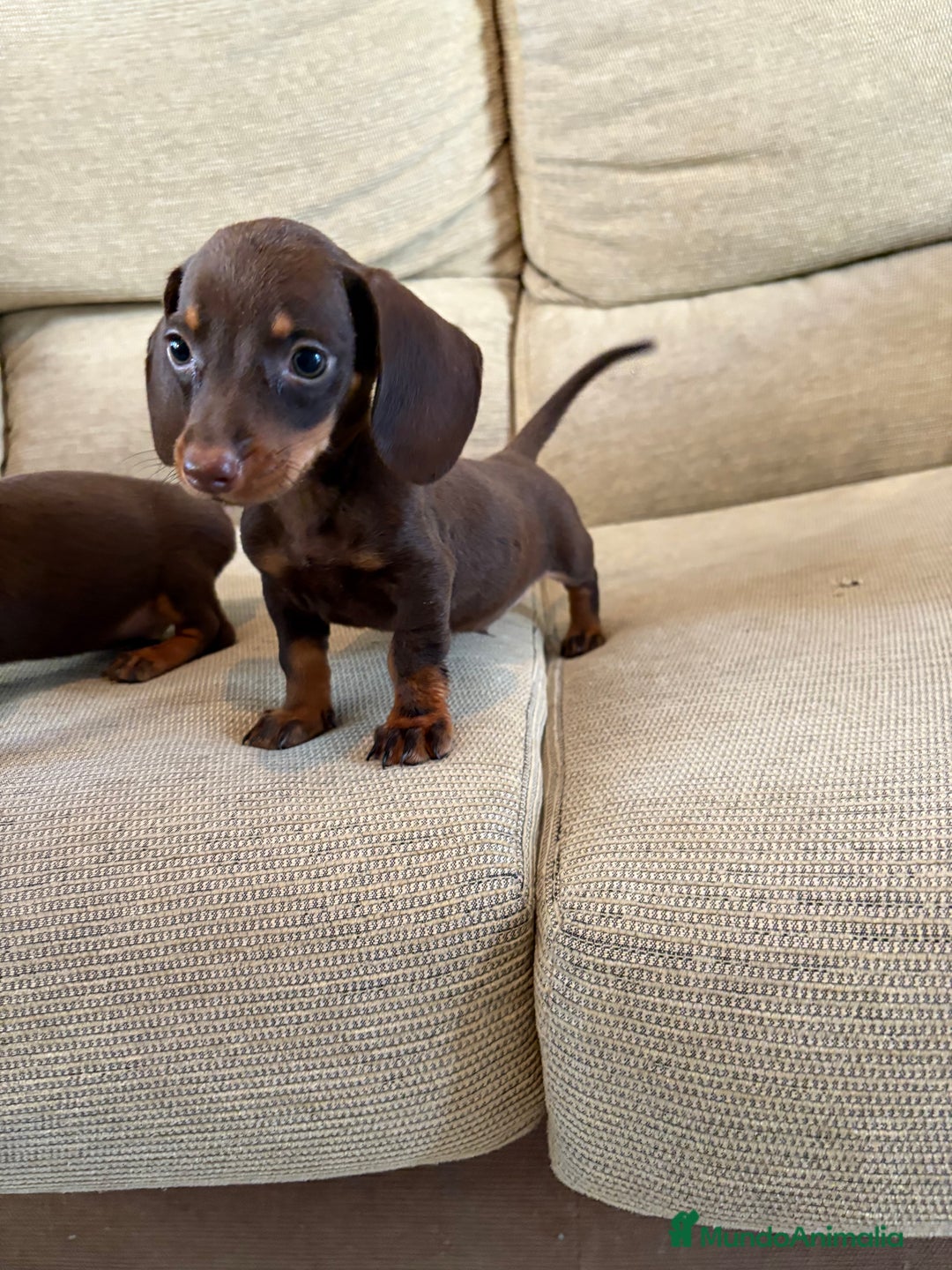 Teckel perros en venta: Disponibles Teckels kaninchen  - Imagen 1