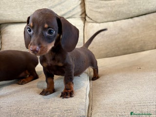 Teckel perros - Anuncio 19