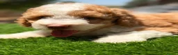 Perro de Agua Español perros en venta: Perro de agua español  - Anuncio 7