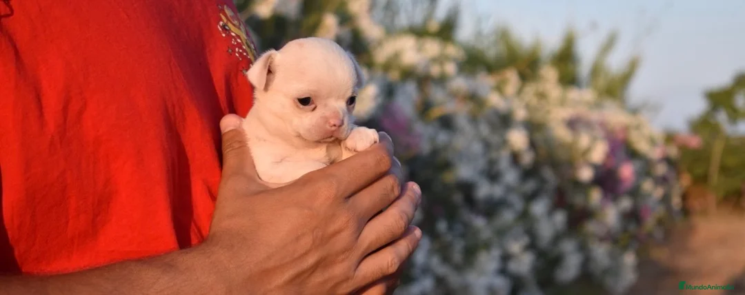Chihuahua perros en venta: PRECIOSOS CHIHUAHUA BLANCOS 🤍 - Anuncio 4