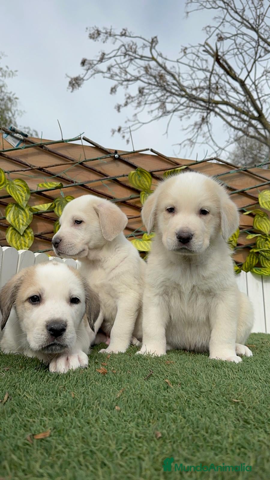 Mastín Español perros MASTIN ESPAÑOL-CACHORROS PUROS Y RESPONSABLES - Anuncio 1