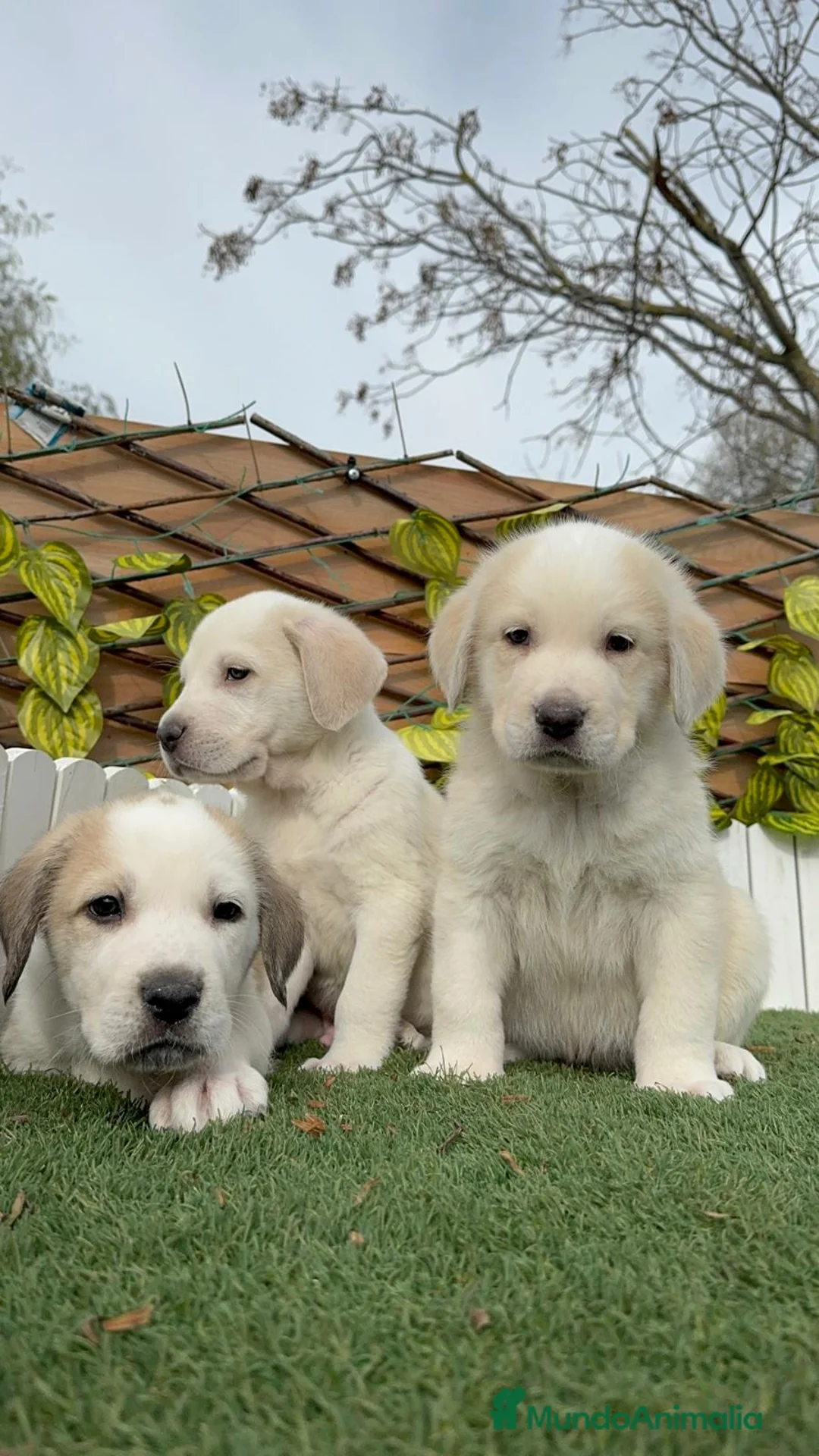 Mastín Español perros en venta: MASTIN ESPAÑOL-CACHORROS PUROS Y RESPONSABLES - Anuncio 1