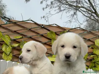 Mastín Español perros MASTIN ESPAÑOL-CACHORROS PUROS Y RESPONSABLES - Anuncio 1