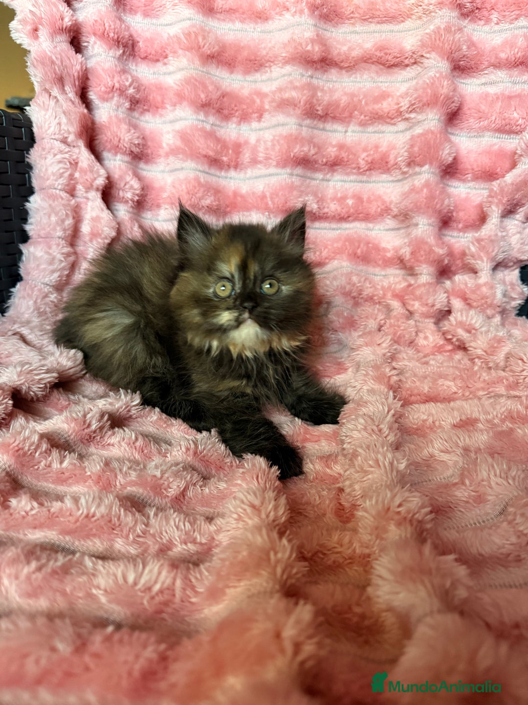 Británico de Pelo Largo gatos en venta: Preciosa gatita tortuga negra - Imagen 5