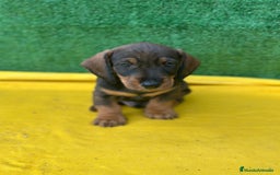 Teckel Miniatura perros en venta: Teckel  - Anuncio 1