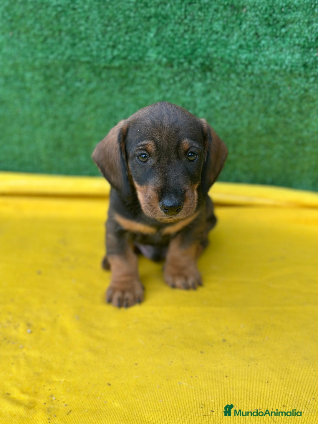 Teckel Miniatura perros en venta: Teckel  - Anuncio 1